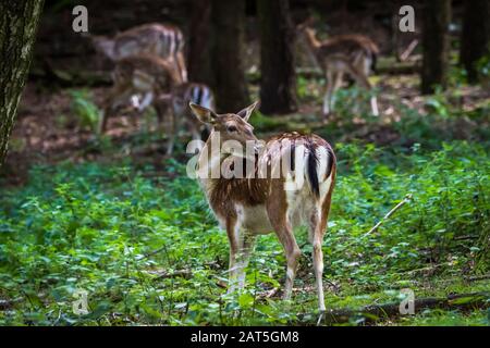 Fallow Deer Female (Dama dama) in Forrest Foto Stock