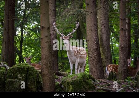 Fallow Deer Male (Dama dama) in Forrest Foto Stock