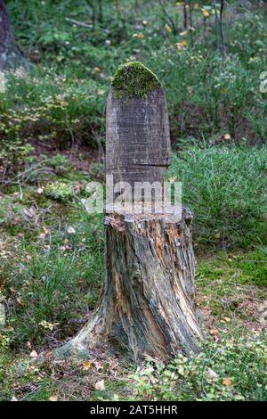 un tronco d'albero con muschio in una foresta, sembra una sedia. Foto Stock