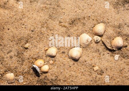 Sfondo spiaggia con conchiglie su sabbia gialla bagnata alla luce del sole. Sopra vista di mare e sabbia. Spiaggia di sabbia in estate. Sylt isola spiaggia a nord del mare Foto Stock