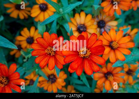 estate zinna arancio rosso fiore giardino Foto Stock