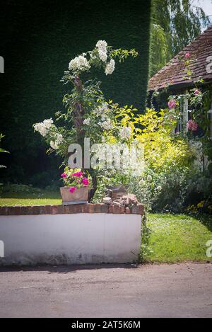 Un rampante pesantemente potato il Rosa Wedding Day ora crescendo come una colonna rosa in un giardino inglese Foto Stock
