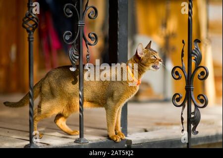 ritratto di un gatto abissino con guinzaglio arancione si erge sul bordo del balcone Foto Stock