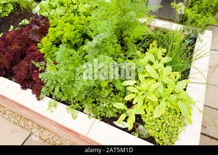 Una selezione di insalate e erbe stanno crescendo in una nuova piantatrice in rilievo in un giardino inglese Foto Stock