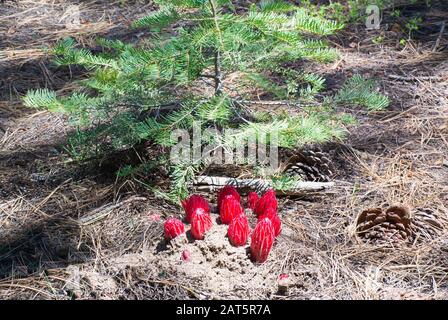 Piante Da Neve Al Piano Foresta Foto Stock