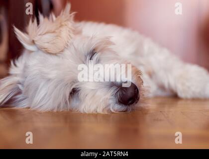 Adottato bianco catalano Sheepdog razza cane poggia sul parquet a casa Foto Stock