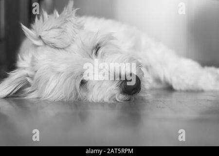 Ritratto bianco e nero di adottato bianco catalano Sheepdog poggia sul parquet a casa Foto Stock