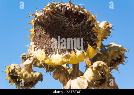 Girasole nei suoi ultimi giorni Foto Stock