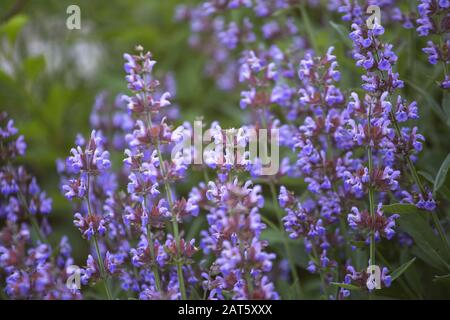 Salvia pratensis , prato clario o prato salvia fiori viola nel prato in giardino in estate. Raccolta di piante medicinali durante la fioritura in estate Foto Stock