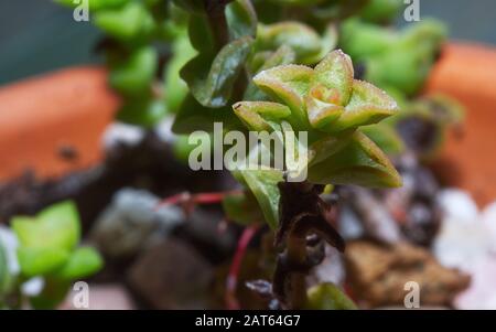 Primo piano foto di succulenti cortile in pentole. Foto Stock