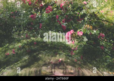 Dettaglio Del Tunnel Di Arbor Rosa Con Rose Rosa Foto Stock