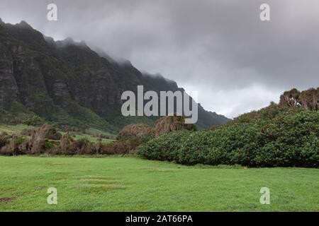 Kaaawa, Oahu, Hawaii, Stati Uniti. - 11 gennaio 2020: La cintura degli alberi separa il prato verde dal marrone scuro alle alte scogliere rocciose nere a lato del Kualoa Valley un Foto Stock