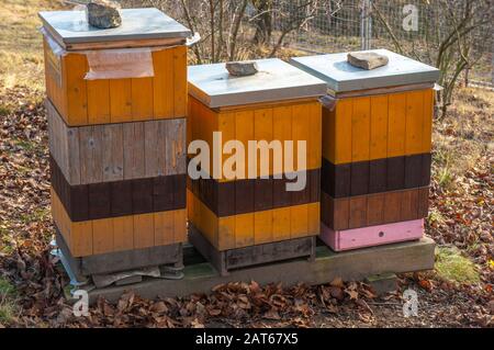 Tre vivaci alveari gialli, arancioni e rosa che si erono tra foglie secche autunnali. Girato Nei Giardini Botanici, Troja, Repubblica Ceca Foto Stock