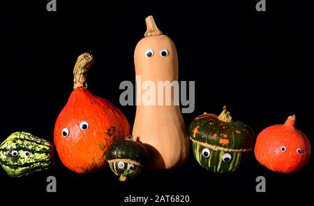 In autunno, una famiglia di zucca ornamentali dai colori vivaci e diversi è affiancata da uno sfondo scuro con occhi luminosi Foto Stock