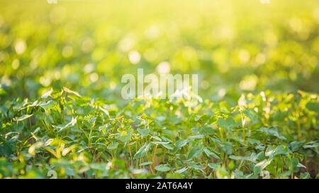 Coltivazione del grano saraceno per l'apicoltura e la produzione di porridge. Grano saraceno, Fagopirum esculentum, grano saraceno giapponese e argentato sul campo. Nursel di primo piano Foto Stock