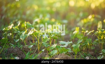 Coltivazione del grano saraceno per l'apicoltura e la produzione di porridge. Grano saraceno, Fagopirum esculentum, grano saraceno giapponese e argentato sul campo. Nursel di primo piano Foto Stock