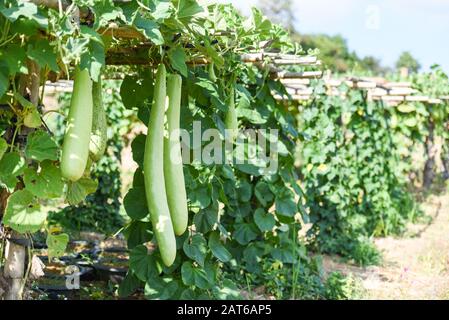 Verdure indiano lungo inverno zucca melone bottiglia / Calabash gourd o bottiglia gourd appeso sulla pianta di vite albero nel giardino Foto Stock