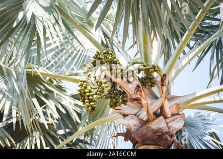 Frutta di palma sulla piantagione palma giardino tropicale estate con foglia verde / Foto Stock