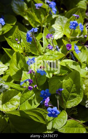 Ladybug vagare su foglie verdi di Ophalodes verna pianta in fiore - Blue eyed Mary o Creeping Navelwort Foto Stock