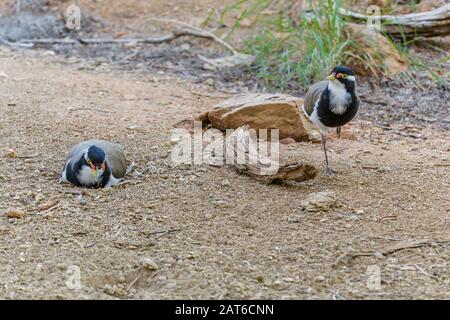 Il maschio Lapwing a banded si leva in piedi su una gamba su un terreno desertico di pietra nell'Australia Centrale mentre tiene la vigilanza sopra una lapwing femminile di annidamento. Foto Stock