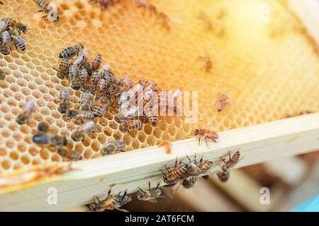 Strutture di un alveare. Api occupate all'interno dell'alveare con cellule aperte e sigillate per miele dolce. Miele d'ape raccolto in bel nido d'ape giallo. Primo piano di b Foto Stock