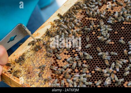 Api su una cera vecchia scura con covata sigillata e cellule aperte con miele. Fuoco selettivo. Messa a fuoco morbida Foto Stock