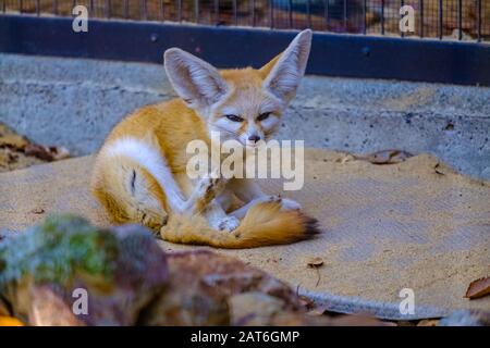 Cutie nello zoo Foto Stock