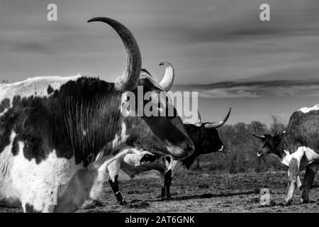 Un profilo di closeup della testa e corni lunghi, curvi e affilati di un grosso toro di Longhorn che si trova in un pascolo di ranch con altri bovini nella sua mandria. Foto Stock