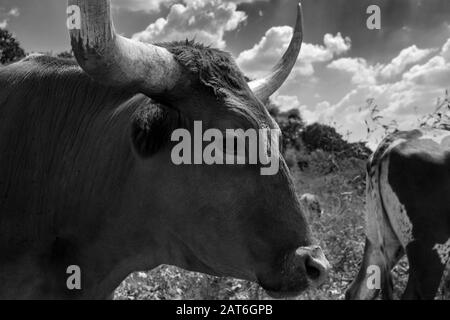 Il profilo di closeup di un toro di Longhorn con le corna curve lunghe che si levano in piedi con altri bestiame nel relativo gregge in un pascolo del ranch sorcresciuto con erbacce ed un certo albero Foto Stock