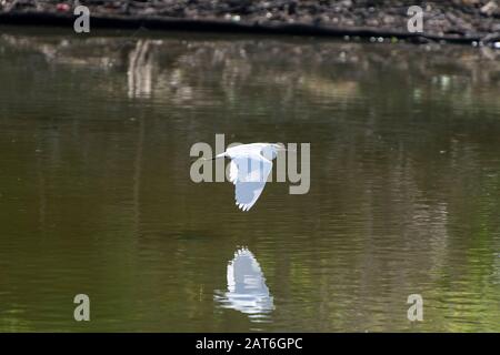 Un solitario ed elegante grande Egret bianco che vola basso sulla superficie calma di un lago con il suo riflesso sotto di esso in un pomeriggio soleggiato. Foto Stock