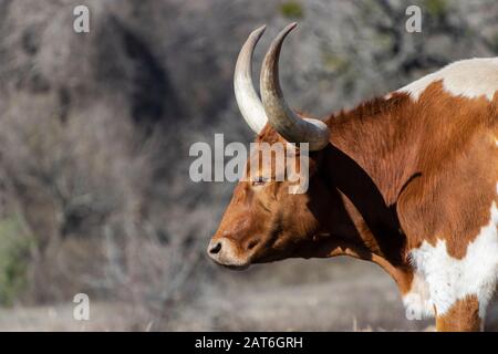 Profilo di closeup di grande toro marrone e bianco Longhorn con lunghe e affilate corna in un pomeriggio soleggiato, invernale. Foto Stock