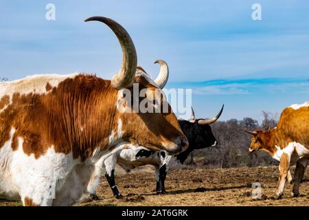 Un profilo di closeup della testa e corni lunghi, curvi e affilati di un grosso toro di Longhorn che si erge in un pascolo di ranch con altri bovini dietro di lui. Foto Stock