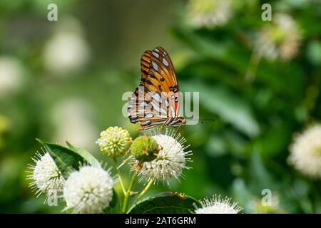 Profilo di una bella farfalla arancione Golfo Fritillary con le sue ali chiuse mostrando fuori i punti bianchi e neri mentre si nutre sul nettare da Foto Stock