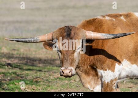 Ritratto di un giovane vitello marrone e bianco Longhorn con corna dritte in piedi in un pascolo ranch e guardando nella lente della macchina fotografica su un soleggiato, Foto Stock