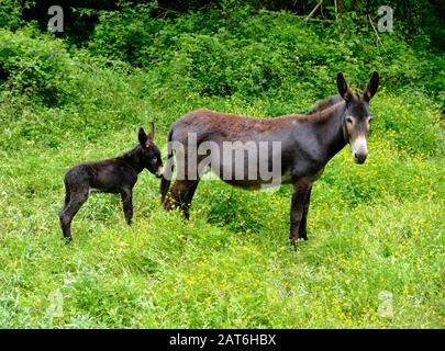 Asino di colore scuro con il bambino dietro in erba verde alta Foto Stock