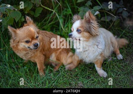 Cani piccoli per una passeggiata. Animali Domestici. Animali anziani. Passeggiata nel parco con animali domestici. Migliori amici. I cani astuti stanno aspettando i ossequi. Cura e cura per fare piccolo Foto Stock