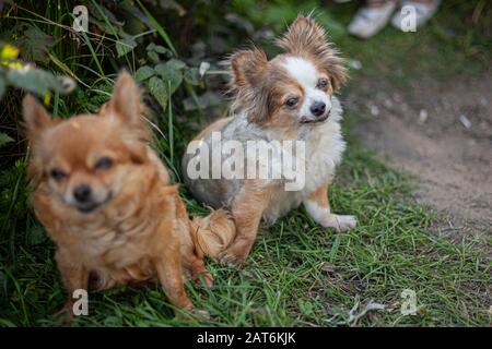 Cani piccoli per una passeggiata. Animali Domestici. Animali anziani. Passeggiata nel parco con animali domestici. Migliori amici. I cani astuti stanno aspettando i ossequi. Cura e cura per fare piccolo Foto Stock