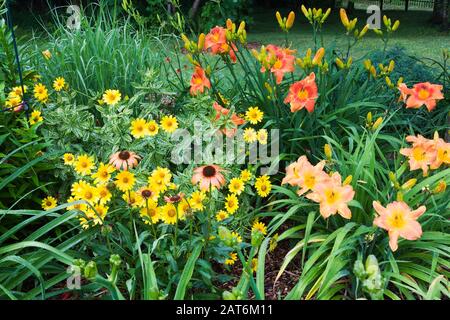 Primo piano di Heliopsis giallo 'Lorraine Sunshine' - Ox Eye, Hememerocallis rosa 'Wild One', rosso e arancione Hemerocallis 'Veronique' - Daylilies al confine Foto Stock