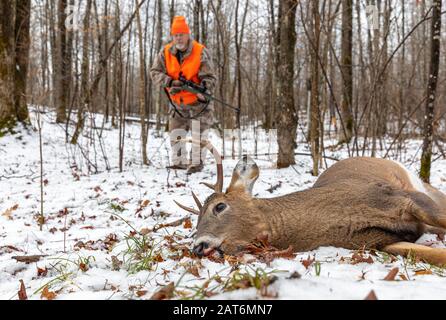 Il cacciatore di cervi si avvicina al suo dollaro raccolto nel Wisconsin settentrionale. Foto Stock