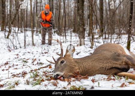 Il cacciatore di cervi si avvicina al suo dollaro raccolto nel Wisconsin settentrionale. Foto Stock