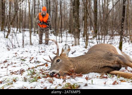 Il cacciatore di cervi si avvicina al suo dollaro raccolto nel Wisconsin settentrionale. Foto Stock