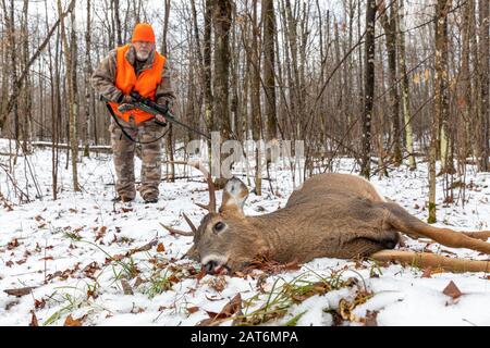 Il cacciatore di cervi si avvicina al suo dollaro raccolto nel Wisconsin settentrionale. Foto Stock