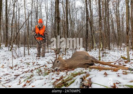 Il cacciatore di cervi si avvicina al suo dollaro raccolto nel Wisconsin settentrionale. Foto Stock