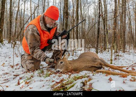 Il cacciatore di cervi esamina il suo buck dalla coda bianca nel Wisconsin settentrionale. Foto Stock