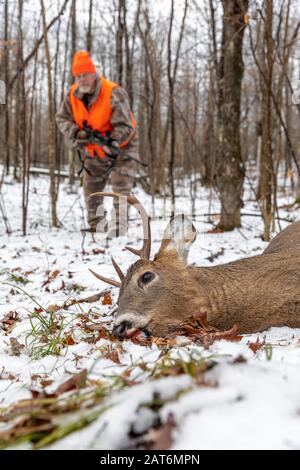 Il cacciatore di cervi si avvicina al suo dollaro raccolto nel Wisconsin settentrionale. Foto Stock