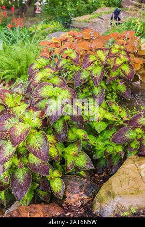 Solenostemon color porpora, verde e rame - Coleus piante al confine in giardino spiovente in estate Foto Stock