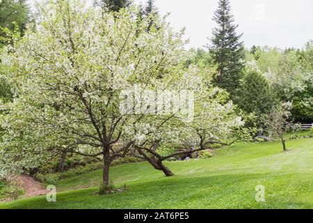 Malus domestica - Mela comune alberi in fiore e pendenza prato verde erba, percorso di pacciame nel giardino cortile in primavera. Foto Stock