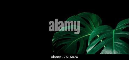 Belle foglie monstera (foglia) su colore nero per decorare composizione design background.Tropical, natura botanica pattern.close up Foto Stock