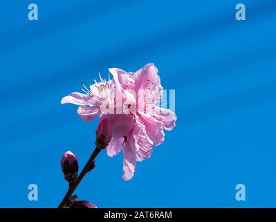 Fiori di frutteto rosa e magenta brillante con sfondo blu Foto Stock