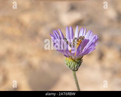 Farfalla dipinta da donna parzialmente nascosta in un fiore Mojave Aster lavanda Foto Stock